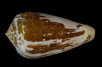 藏品(玳瑁芋螺                            )的圖片